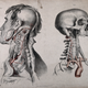 The circulatory system: two dissections of the neck, jaw and skull of a man, with aortic arch (?), arteries and blood vessels indicated in red. Coloured lithograph by J. Maclise, 1841/1844. Via the Wellcome Collection.